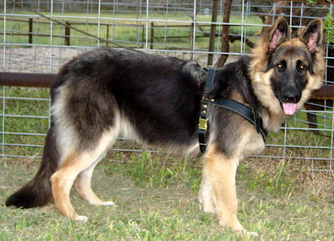 german shepherd belt price