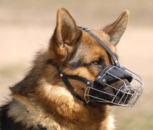 Wire Basket Dog Muzzle German Shepherd : German Shepherd ...