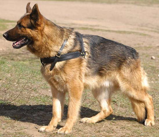 The BEST tactical Harness for German Shepherds