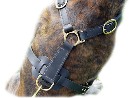 Pitbull Leather Dog Harness for Tracking, Training, Walking