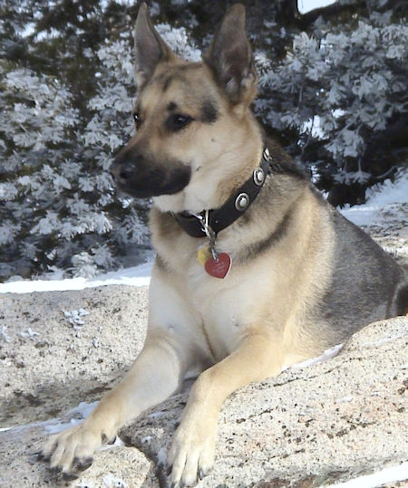 Fantastic Handmade Leather Dog Collar with Silver Conchos