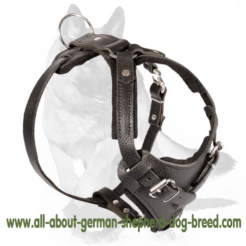 leather dog harness