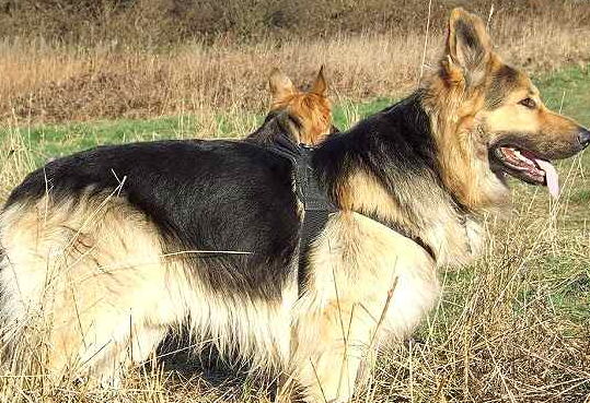 NYLON PATROL HARNESS - Multi Purpose Nylon Dog Harness for GSD