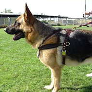 leather tracking dog harness, pulling dog harness for german shepherd