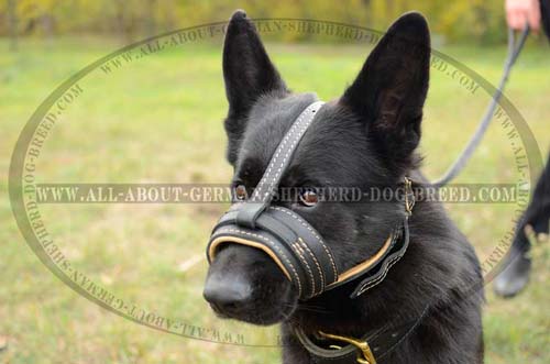 Perfect Muzzle you expected