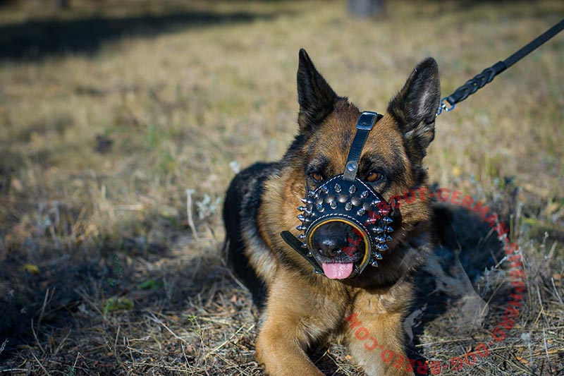 Superb German Shepherd Muzzle with Metal Decoration [M611070 Dog