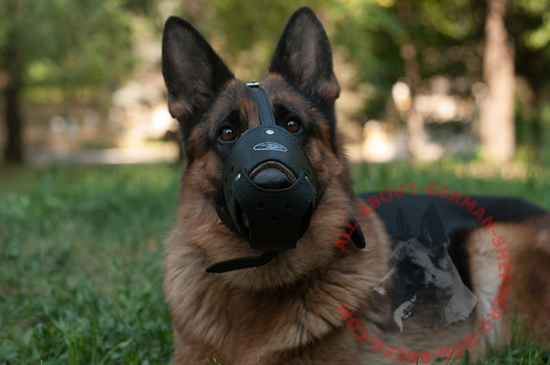 Super Comfy Muzzle for German Shepherd [M511070 Comfy Leather Muzzle