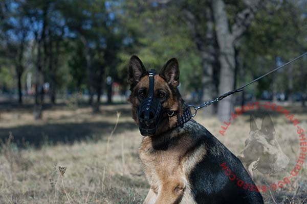 Comfy leather German Shepherd muzzle with felt padding