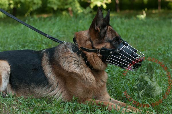 Wire basket German Shepherd muzzle with comfy leather lining on nose