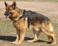 Nylon multi-purpose dog harness for tracking/pulling  Nylon multi-purpose dog harness for tracking/pulling