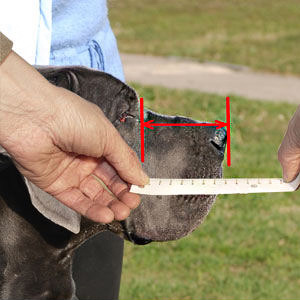 Measure your dog accurately