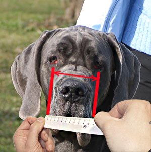 Measure your dog's snout correctly