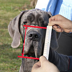 How to measure your dog for best fit Muzzle