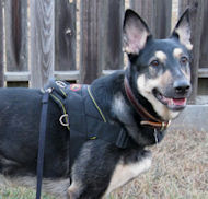 NYLON PATROL HARNESS for German Shepherd