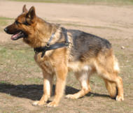 Walking Pulling/Tracking Leather Dog Harness For German shepherd