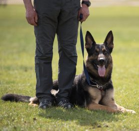 Selection and Training a Dog for Schutzhund